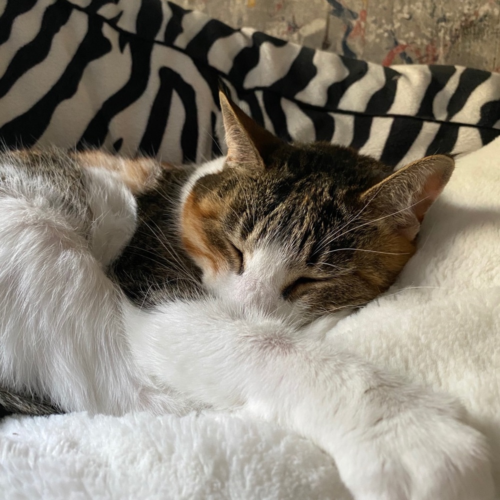 Meet your Posher, Dana